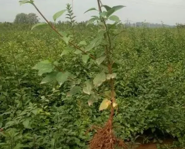 连翘苗繁殖 连翘苗基地 连翘苗 连翘苗繁殖基地