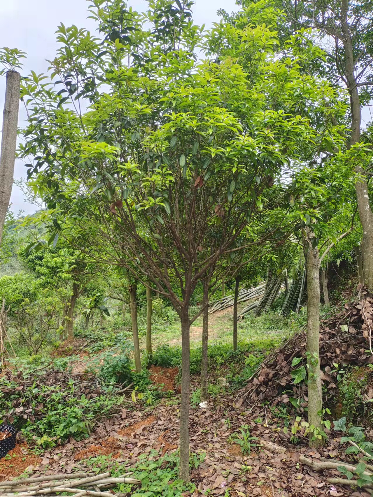 广西桂花苗木/桂花苗木种植场/桂花苗木基地