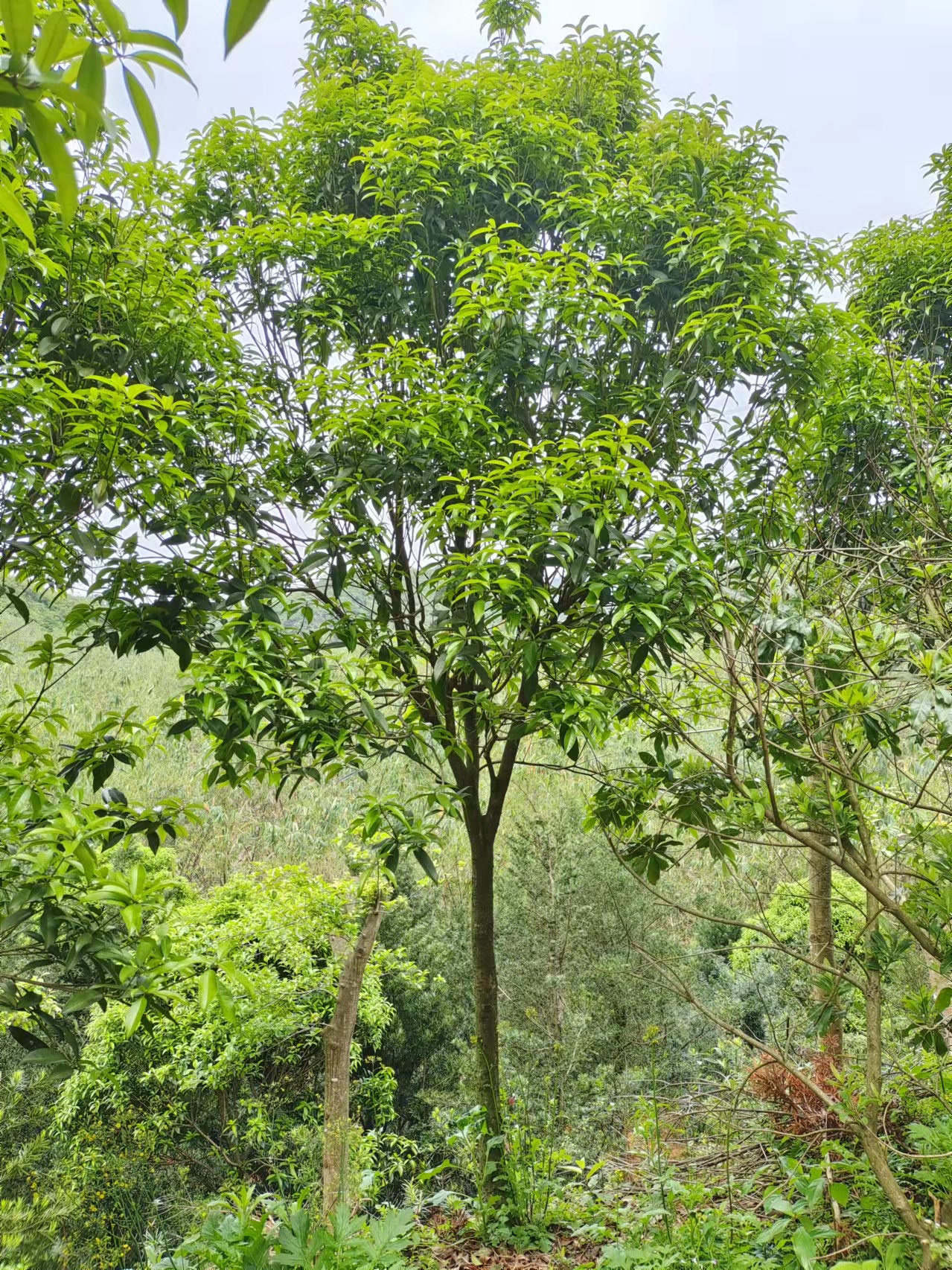 清远市桂花苗木厂家