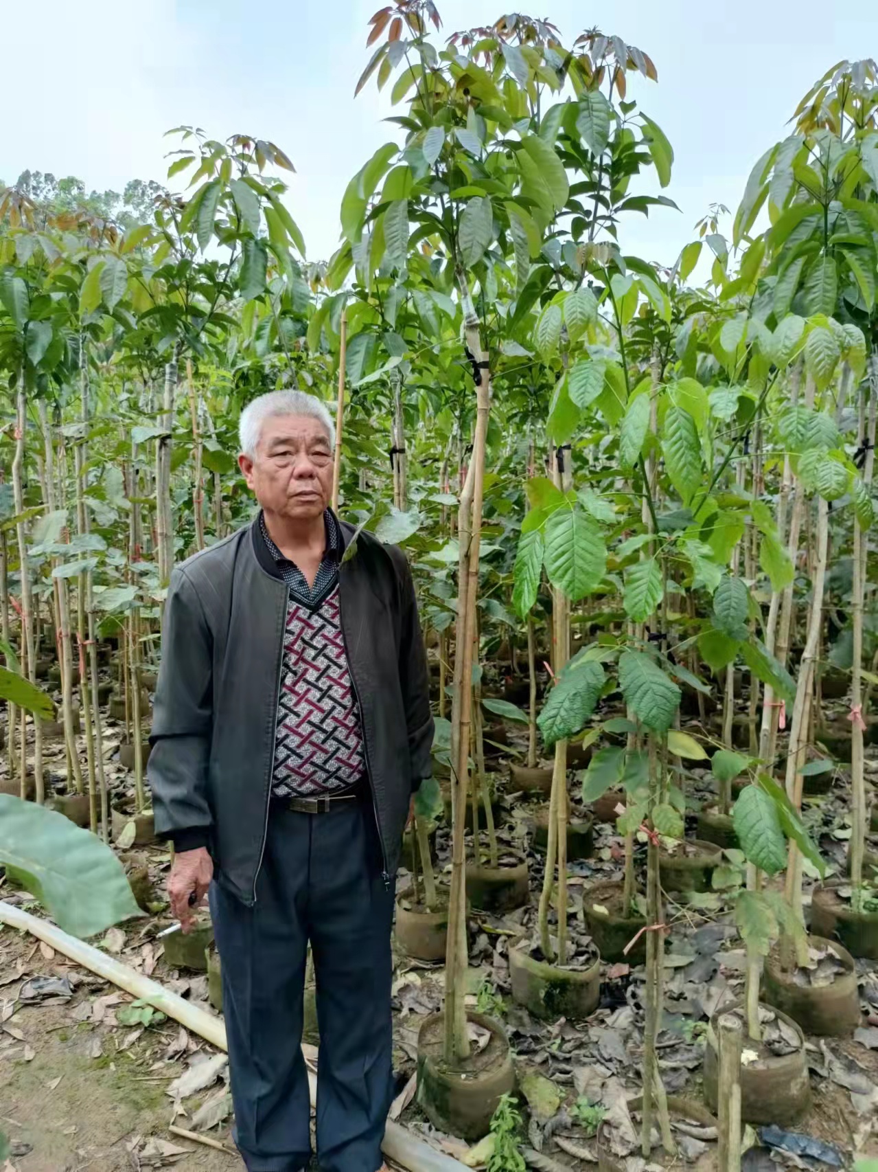 多花大绣球销售价格