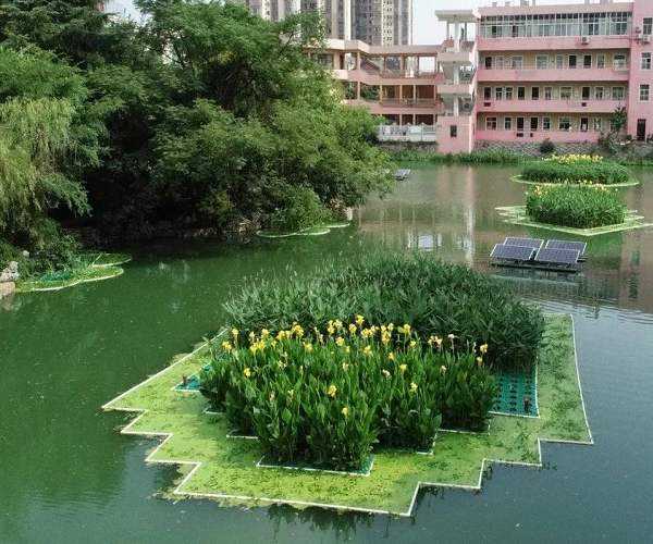 武漢水生植物浮島圖片