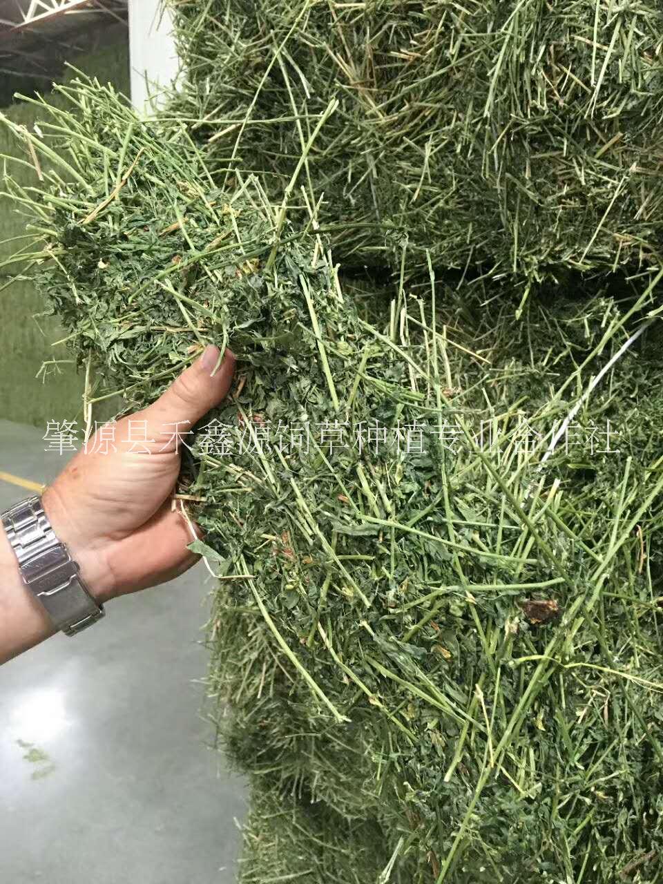 苜蓿草厂家--直-销2022年黑龙江省种植的优 -质一级苜蓿草可媲美进口苜蓿草图片