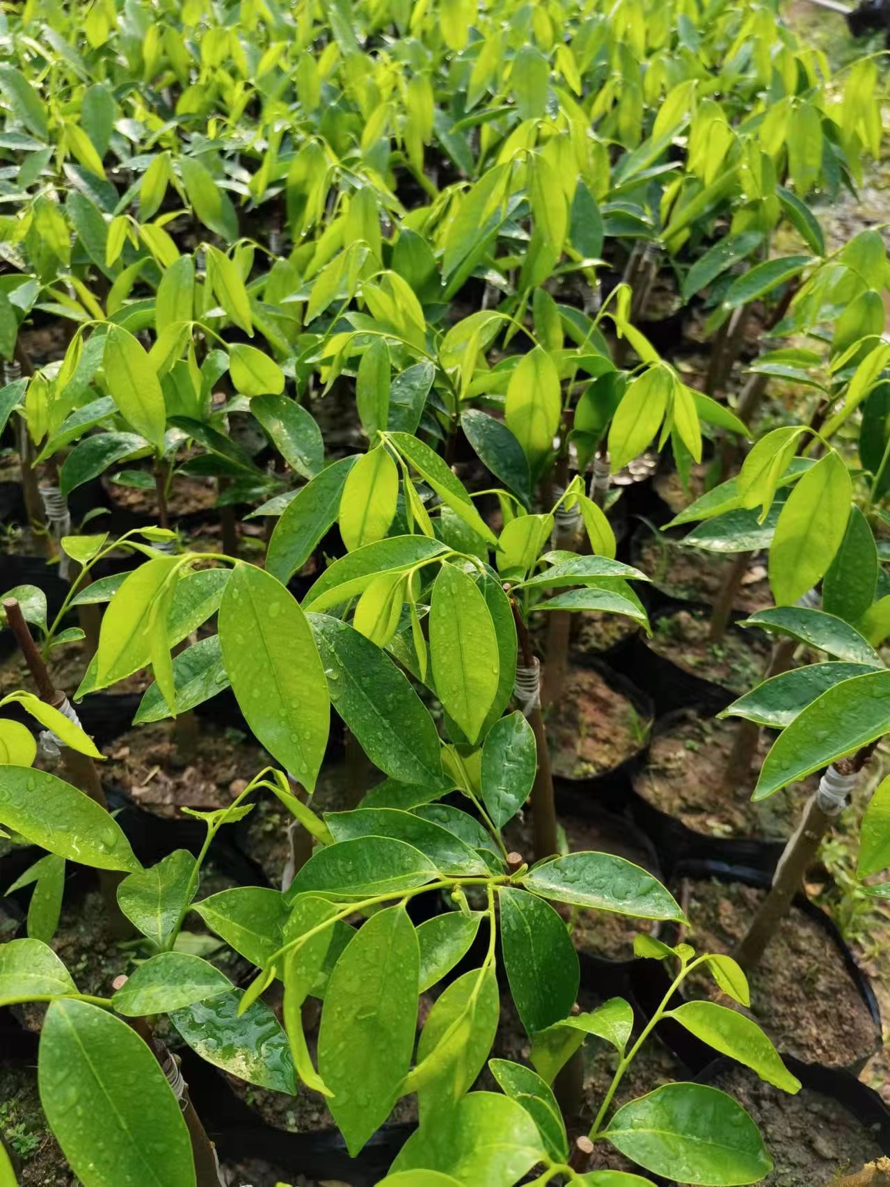 奇楠沉香树基地，批发奇楠沉香树种苗【茂名市树上宝沉香文化产业有限公司】图片