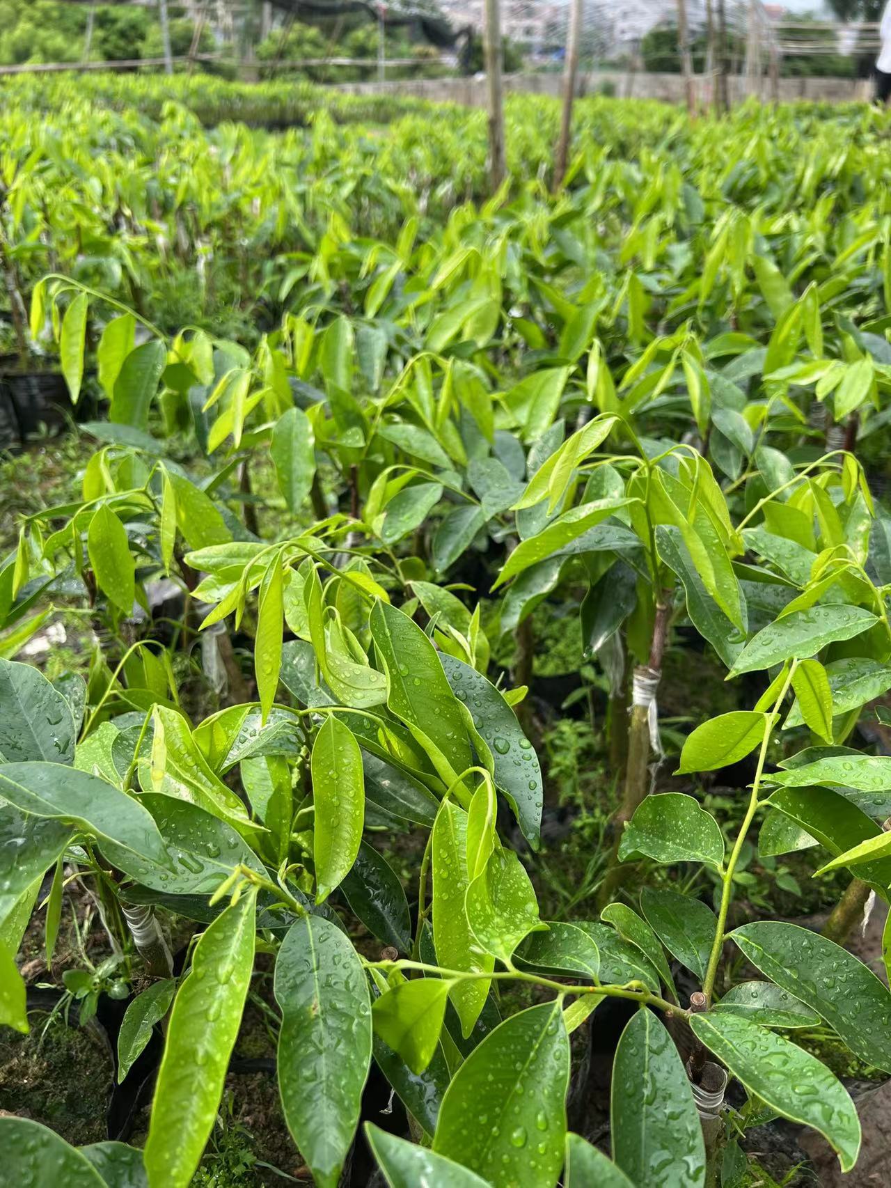 广州奇楠沉香苗种植基地_批发销售热线【茂名市树上宝沉香文化产业有限公司】图片