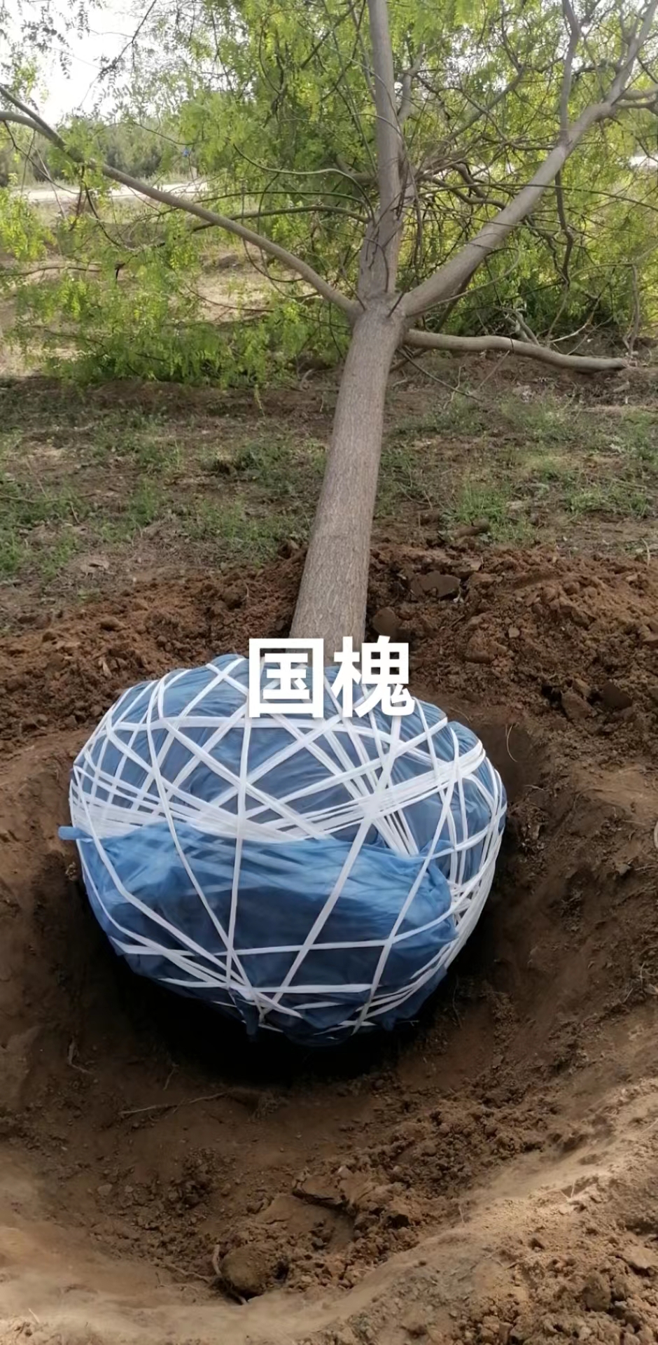 国槐生产基地 国槐种植基地