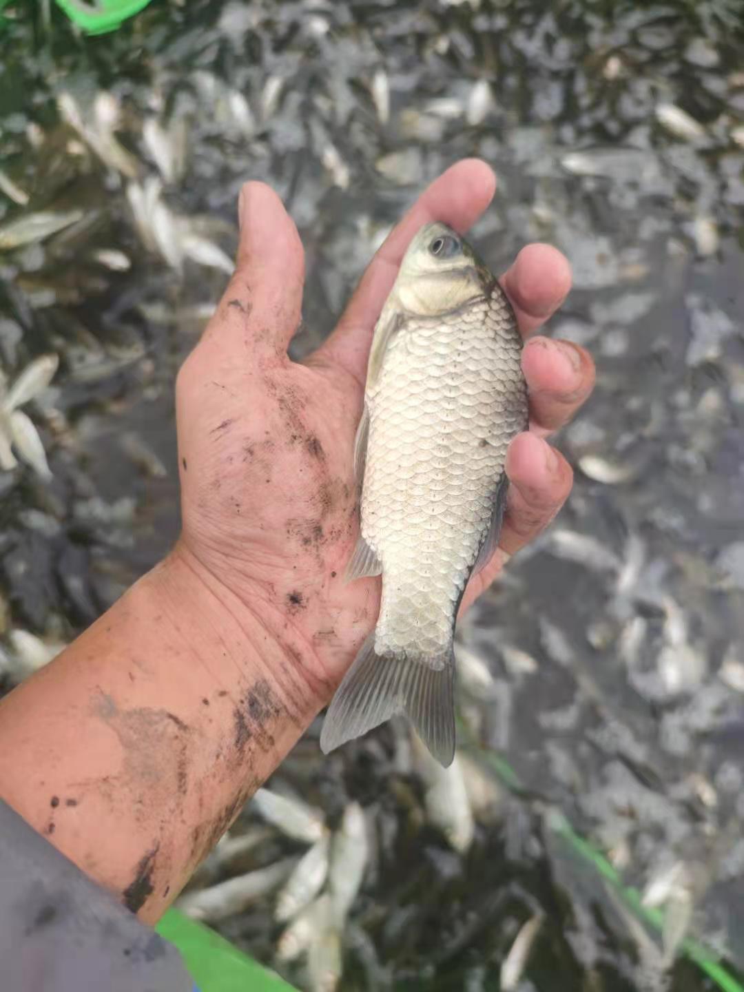 郑州鱼苗 鲤鱼苗花鲢苗成活率高的白鲢苗抗病毒草鱼苗的郑州豫海鱼苗养殖基地图片