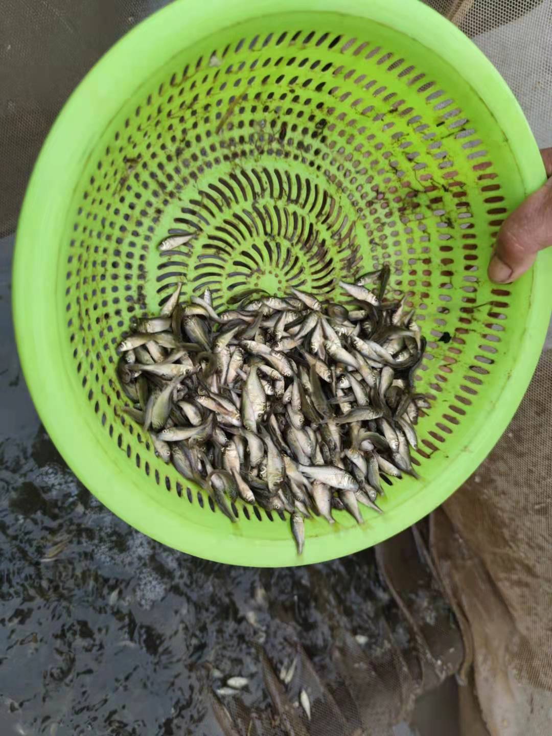 鲤鱼夏花郑州豫海鱼苗基地 鲤鱼夏花寸片 河南批发价格图片