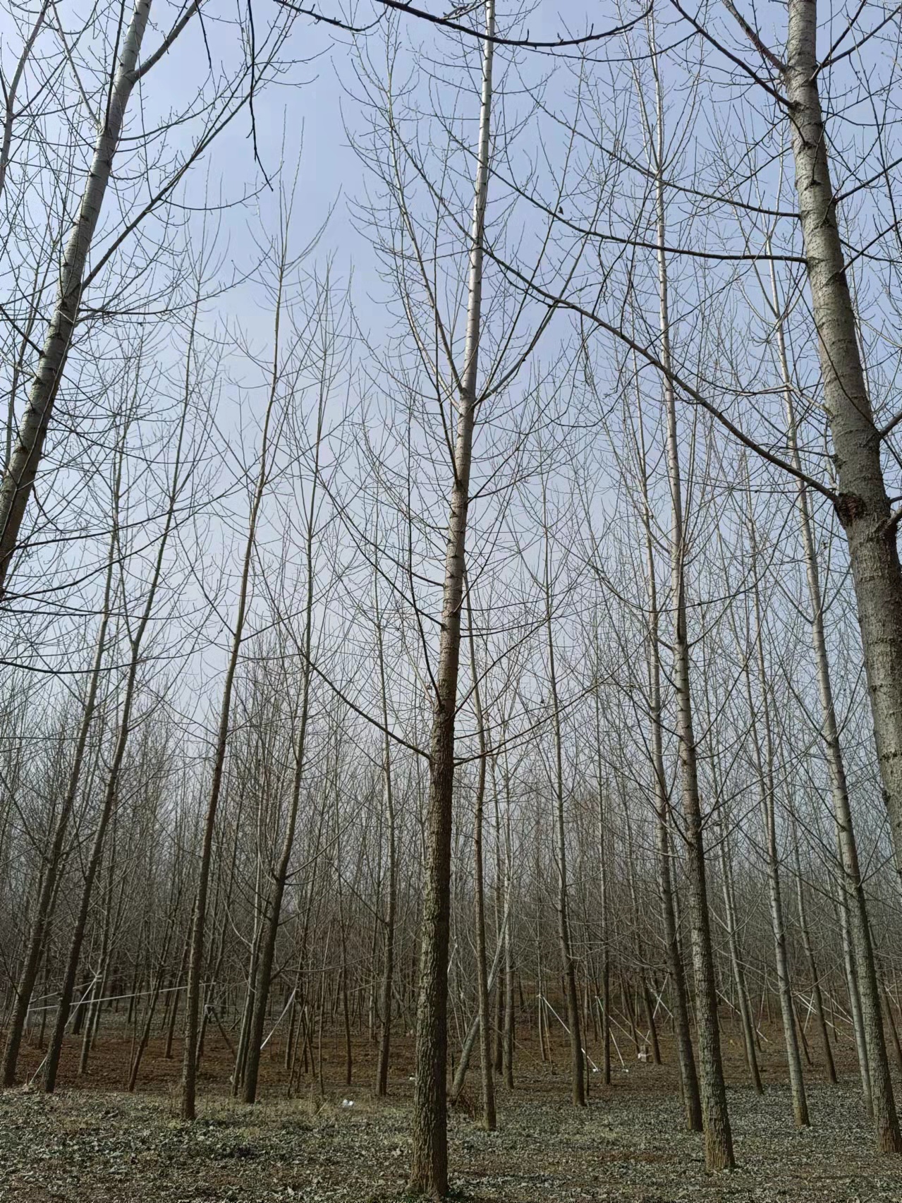 山东银杏树苗基地，银杏树苗批发，银杏树苗价钱（山东迎瑞园林绿化工程有限公司）图片