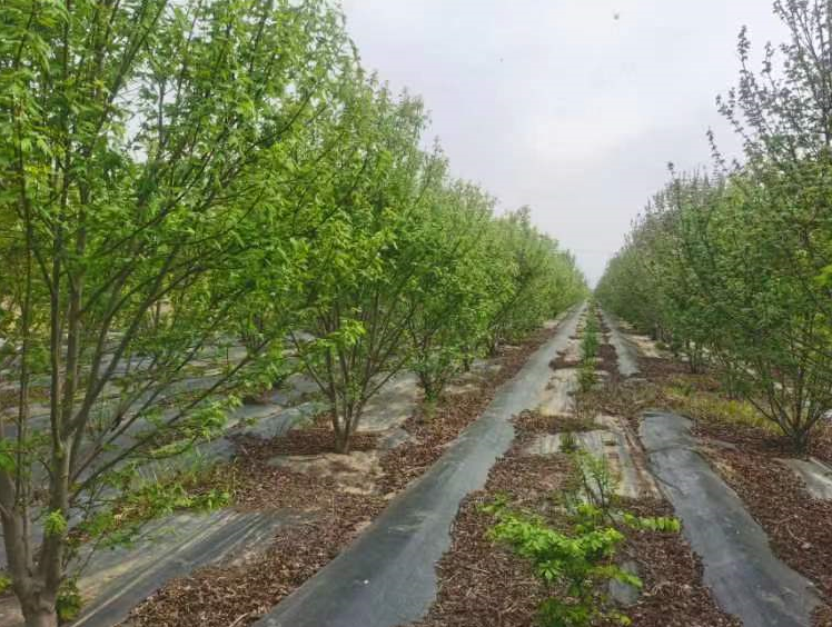 庭院街道景区美国红枫树 丛生美国红枫苗 源新苗木种植销售苗圃 欢迎你前来采购图片