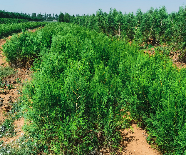 侧柏苗批发基地 园林绿化植物侧柏价格,供应,源新苗木种植图片