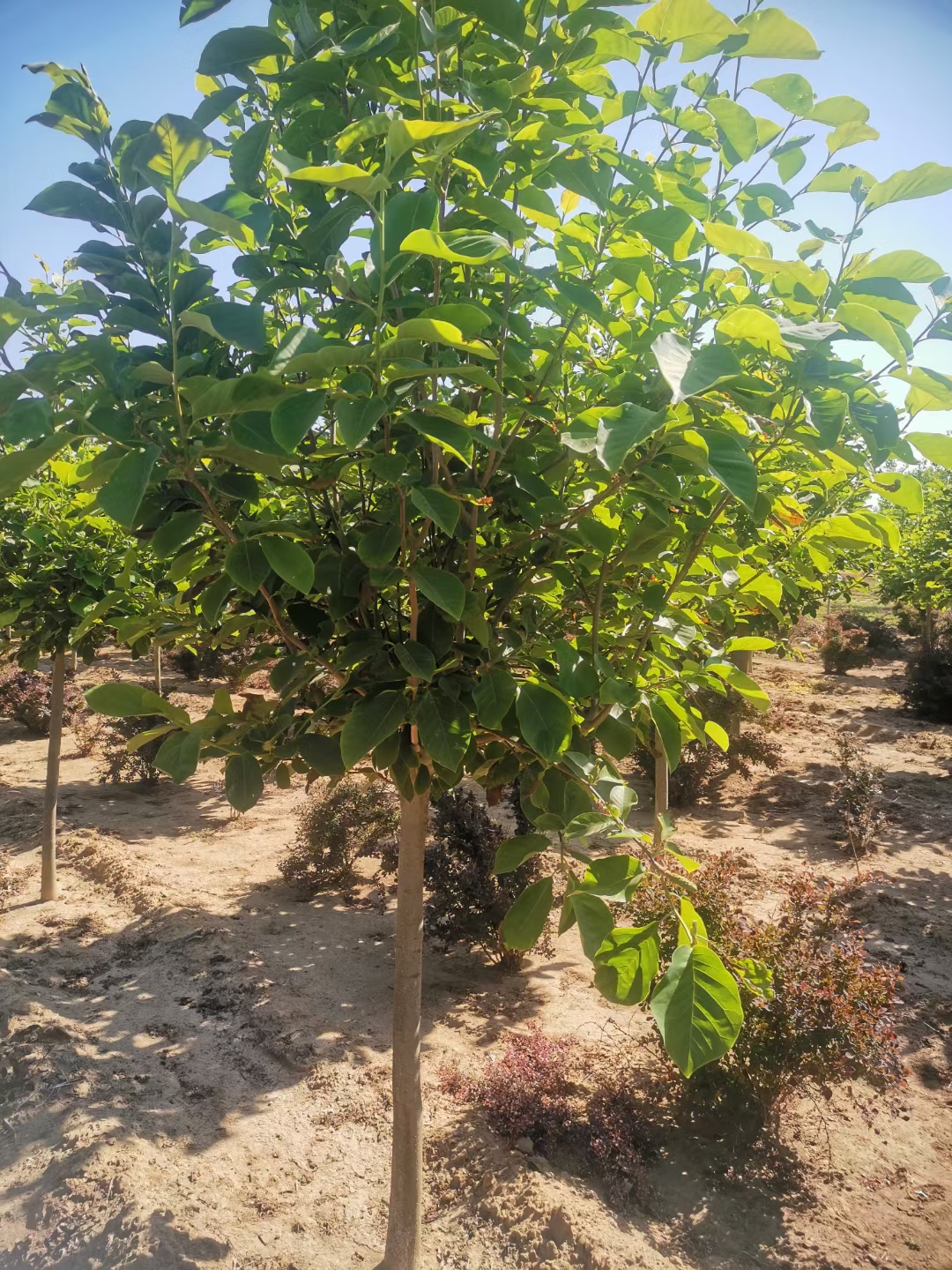 泰安市玉兰树苗厂家分枝红花玉兰树苗销售 行道风景树广玉兰树苗  广玉兰品质优 源新苗木种植销售苗圃