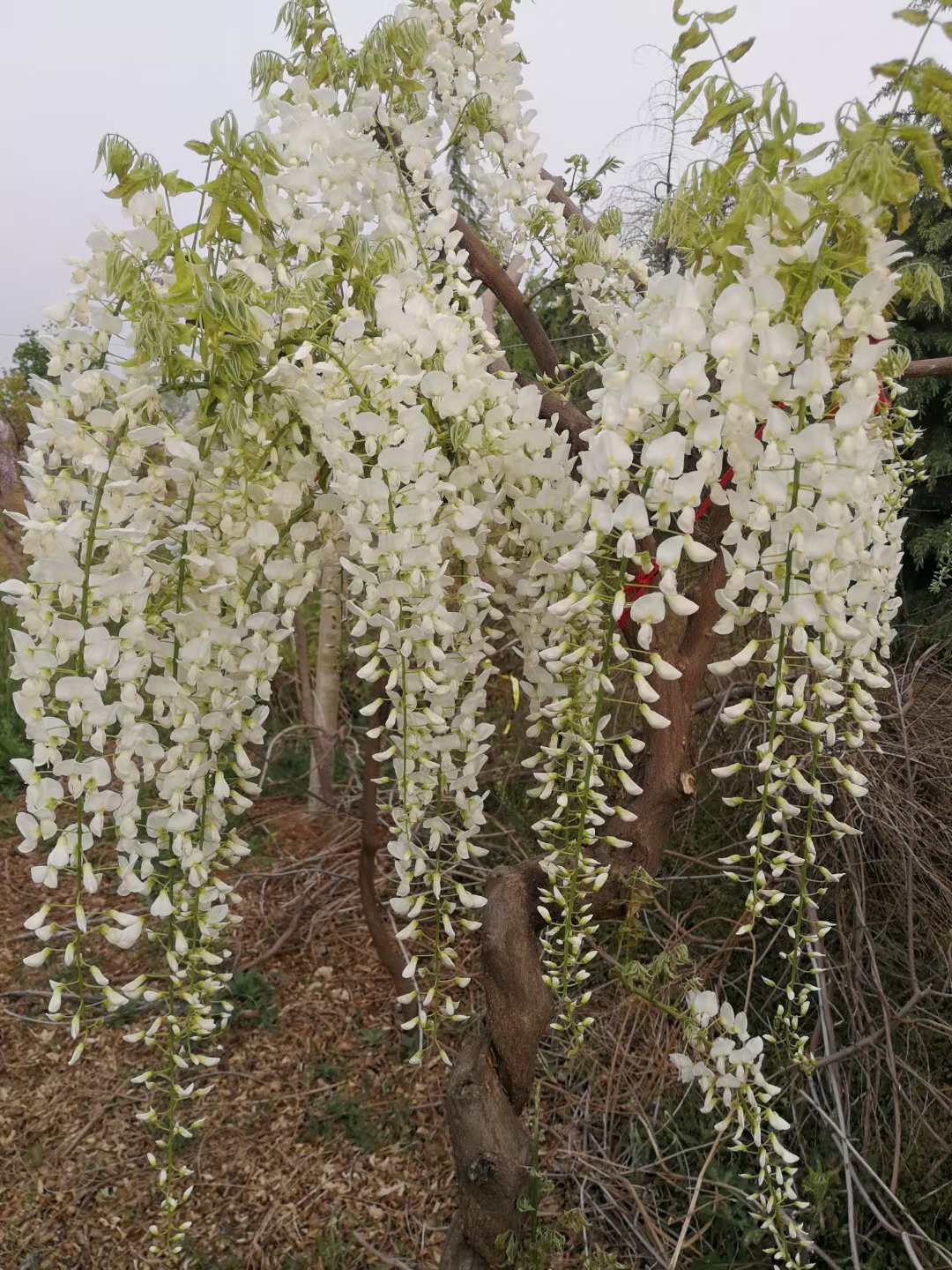 蓝梦紫藤,潮流新品 多花紫藤直销 紫藤 紫藤批发 紫藤价格 基地 源新苗木种植销售苗圃图片