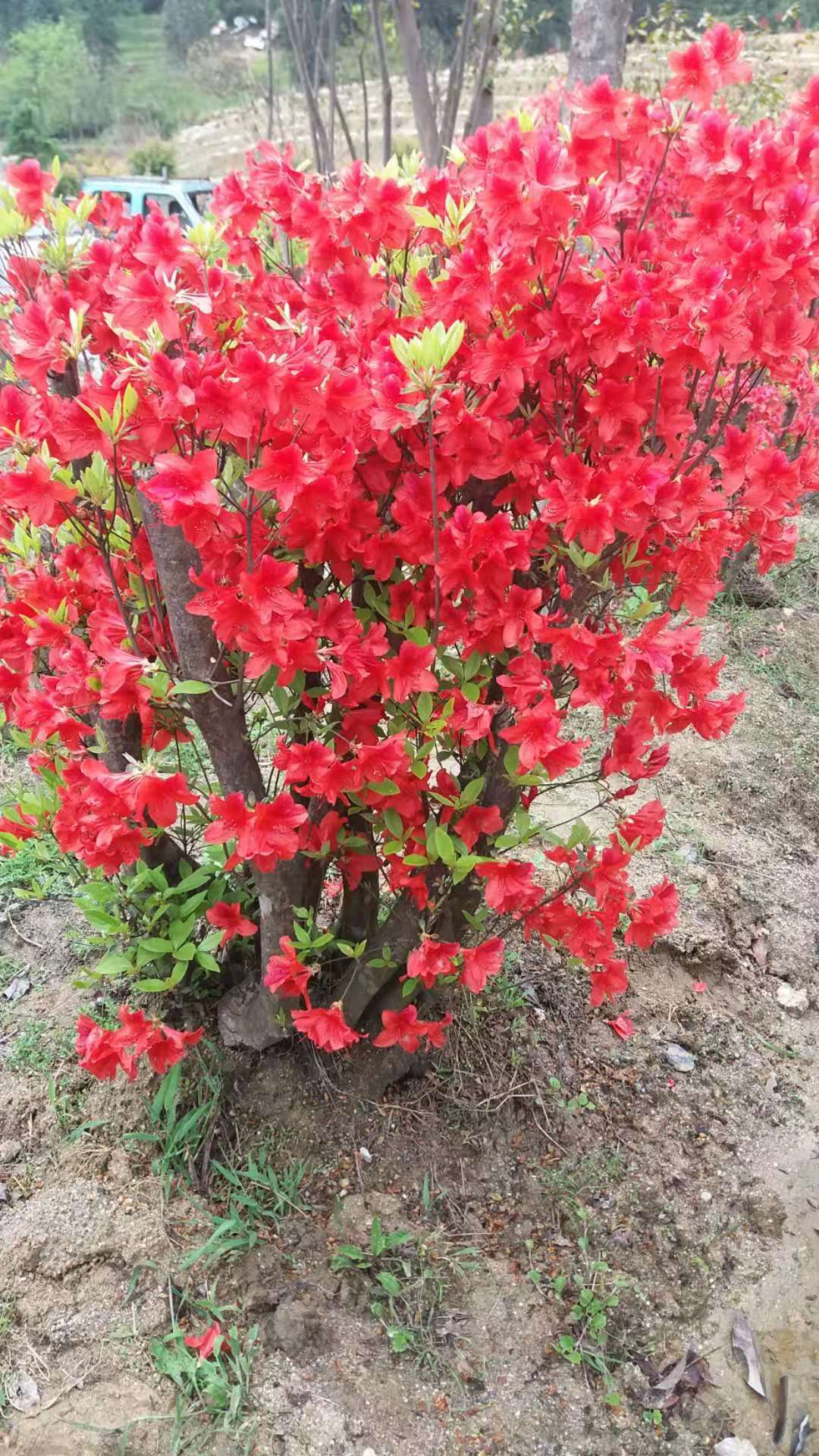 江西映山红苗圃出售批发价供应联系电话培育基地销售图片