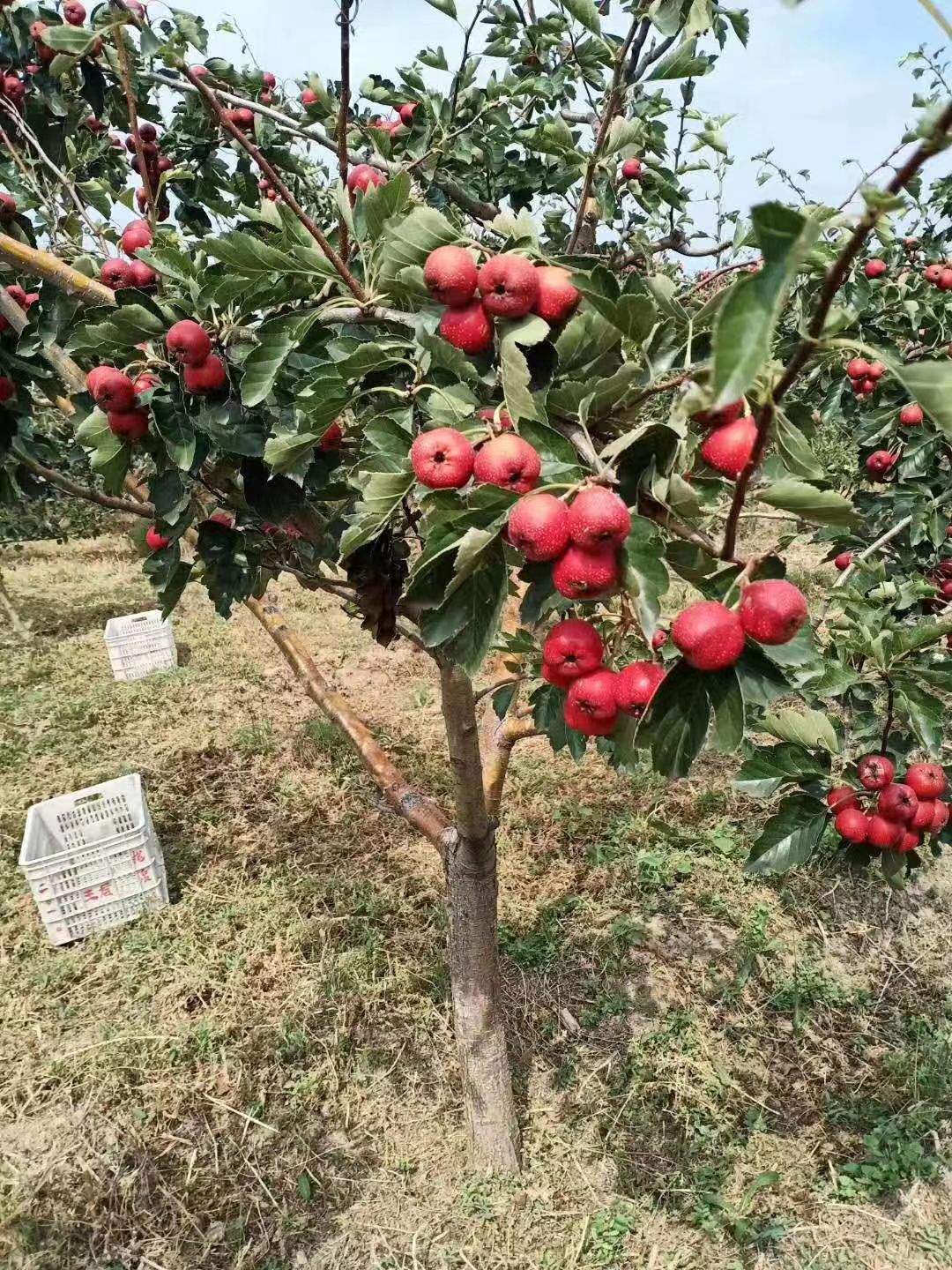 北京山楂果种植基地直发，山楂果批发，山楂果价格图片