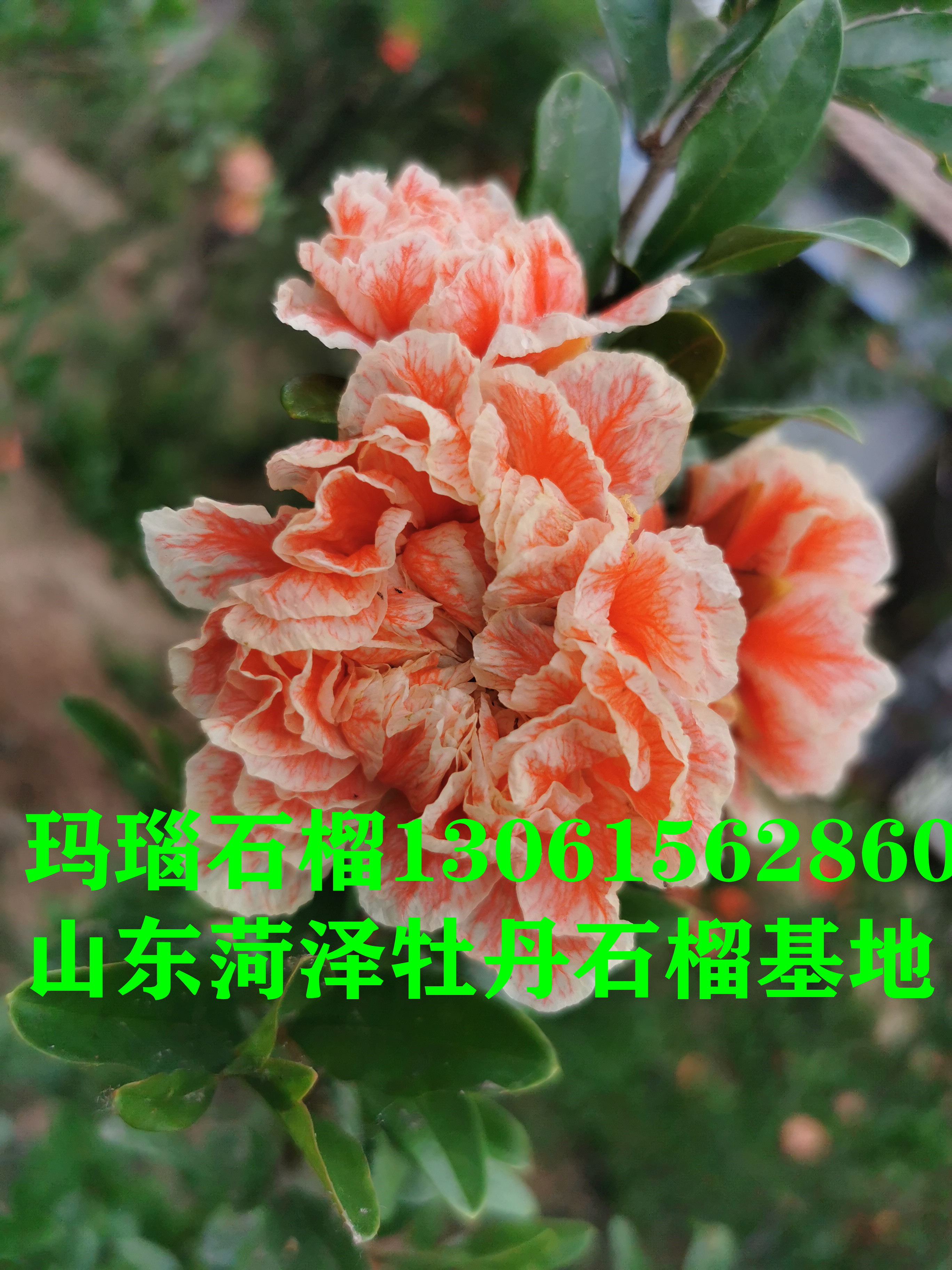 牡丹石榴树   牡丹花石榴树苗  牡丹花石榴苗批发