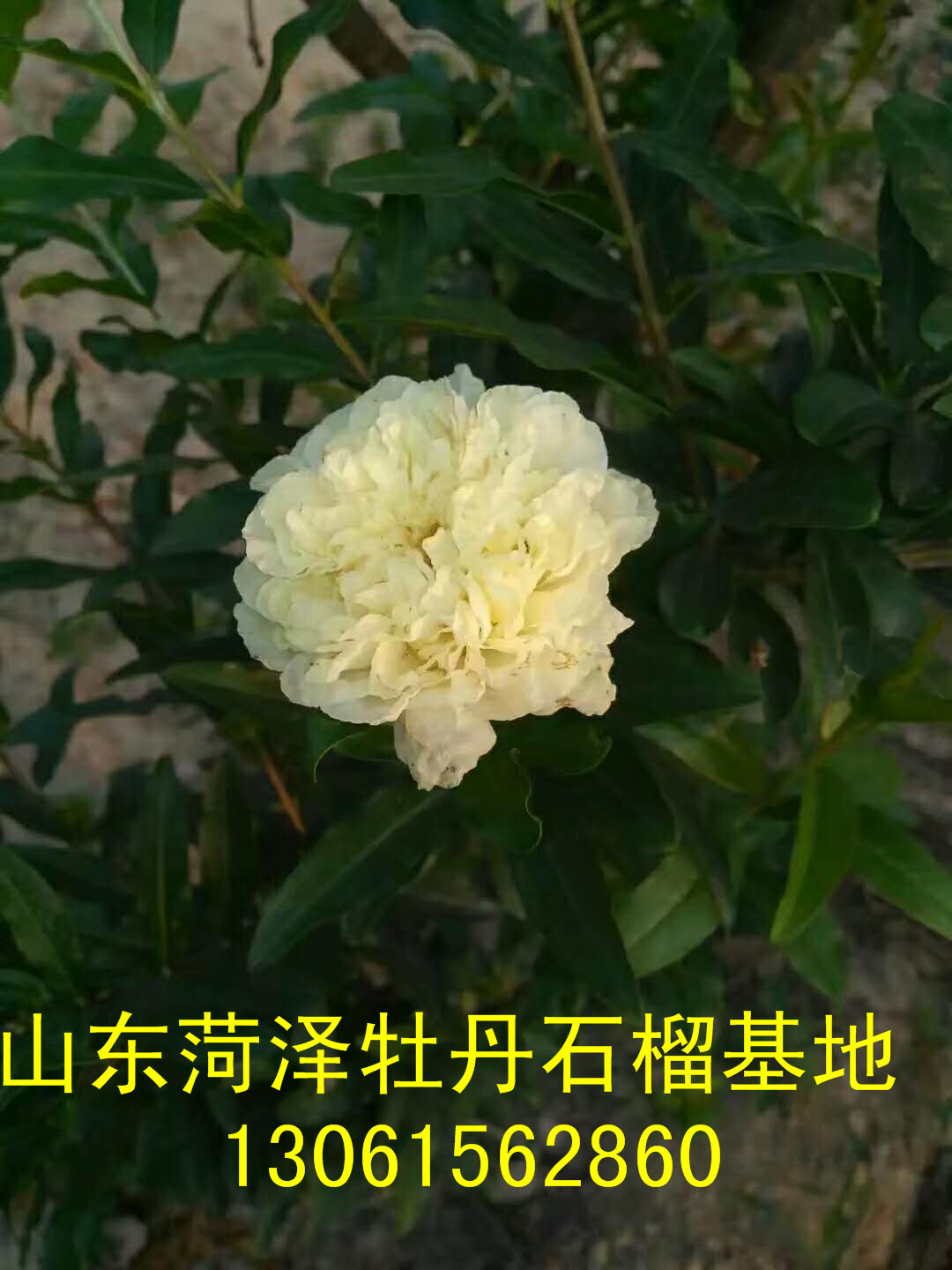 白花牡丹石榴