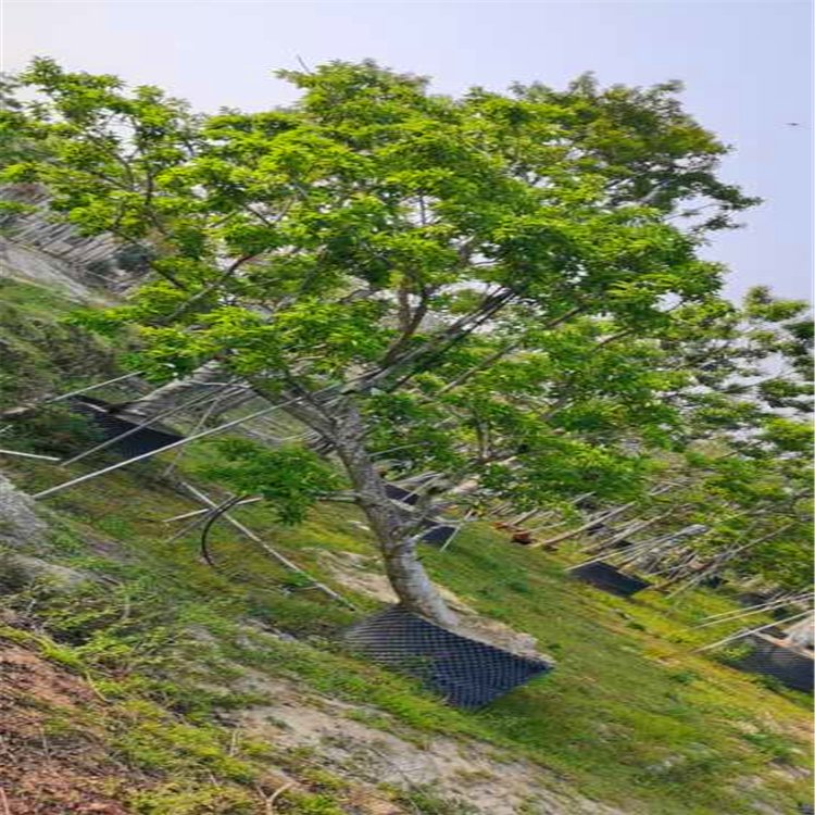 湖北红果冬青哪家好-电话-价格图片