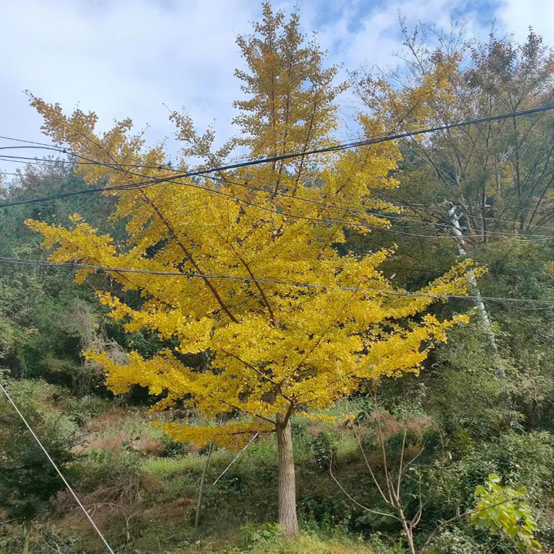 银杏树基地批发 银杏树移栽 白果树城市道路绿化苗木图片