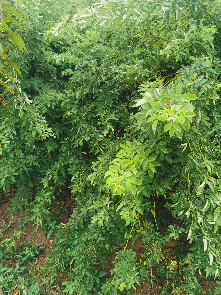 基地供应 蔷薇花 颜色鲜艳 光彩夺目 园林绿化图片