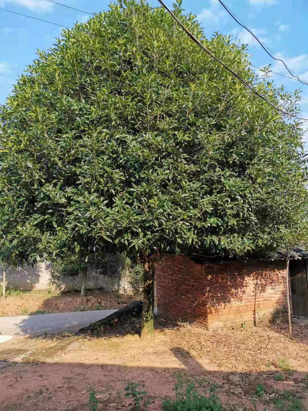 红花丹桂批发 高杆丹桂树种植基地 规格齐全图片