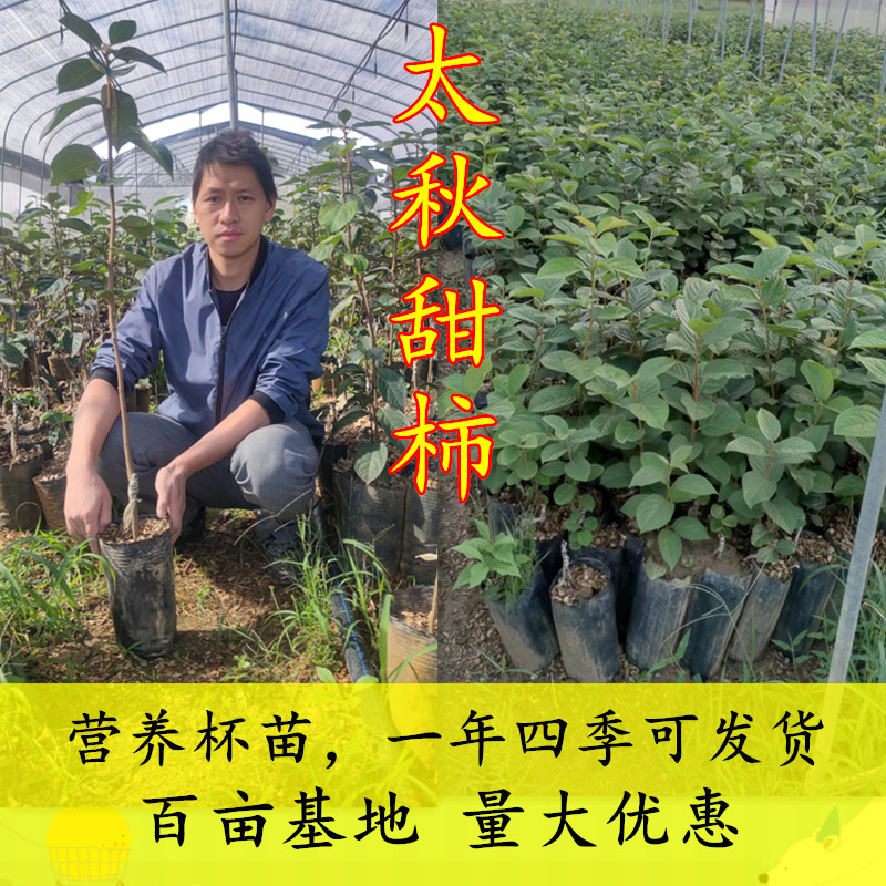 广西桂林恭城岭南合作社太秋甜柿苗广西桂林恭城岭南合作社太秋甜柿苗大秋甜柿苗脆柿子苗柿子树苗柿树苗嫁接苗基地直销批发