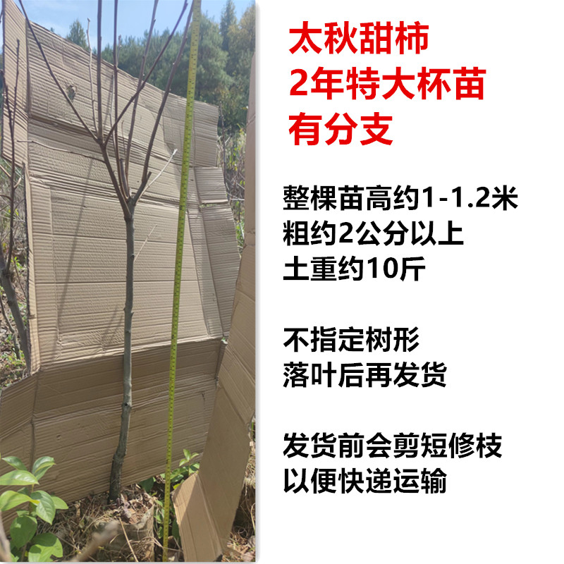 桂林市日本甜柿子苗厂家日本甜柿子苗2年营养杯苗带分支太秋甜柿大秋甜柿子苗树柿子果树南北适应适合江苏江西种植的柿子苗秧