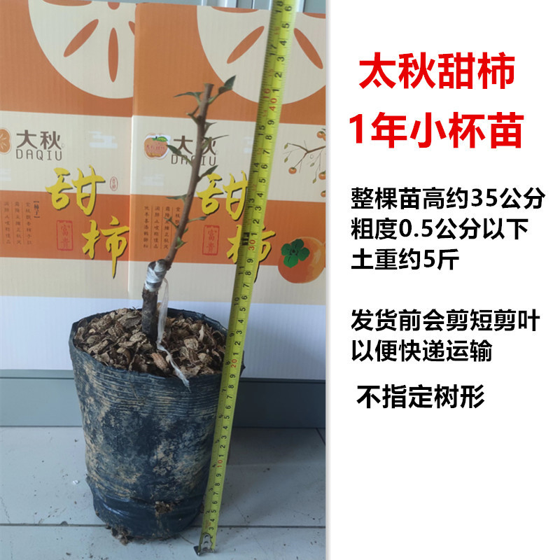 太秋甜柿营养杯苗1年苗桂林大秋甜柿柿树苗适合河南种植耐寒耐旱新品种柿子苗 广西太秋甜柿营养杯苗图片