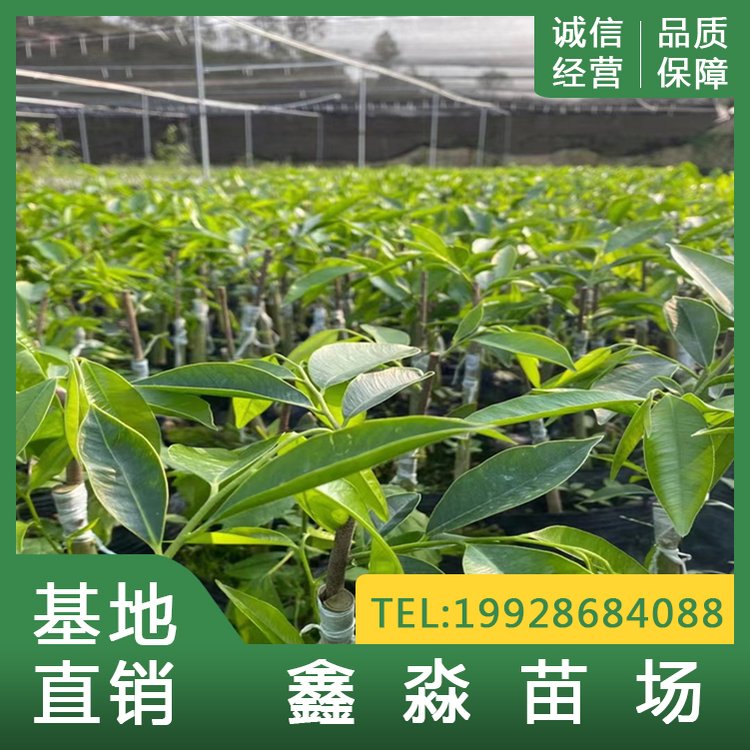 沉香奇楠苗 鑫淼奇楠种植基地供应大中小杯苗 植株壮实长势好图片