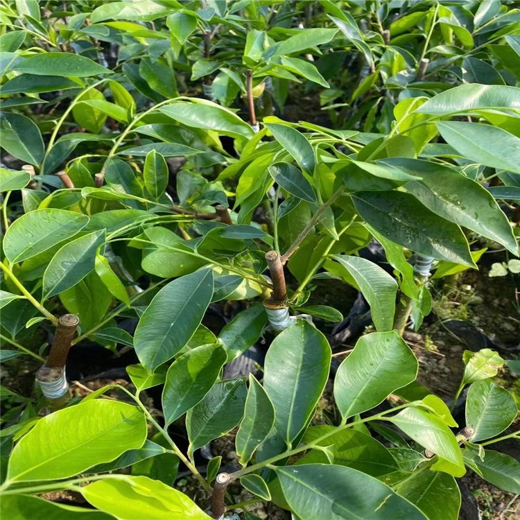 茂名市四斤杯绿棋楠苗厂家四斤杯绿棋楠苗，30-60公分起 沉香批量出售