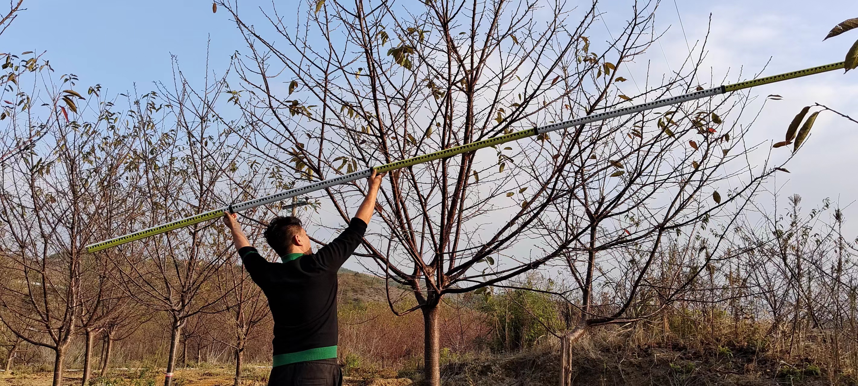 广州市樱花树批发基地厂家樱花树批发 樱花树批发基地