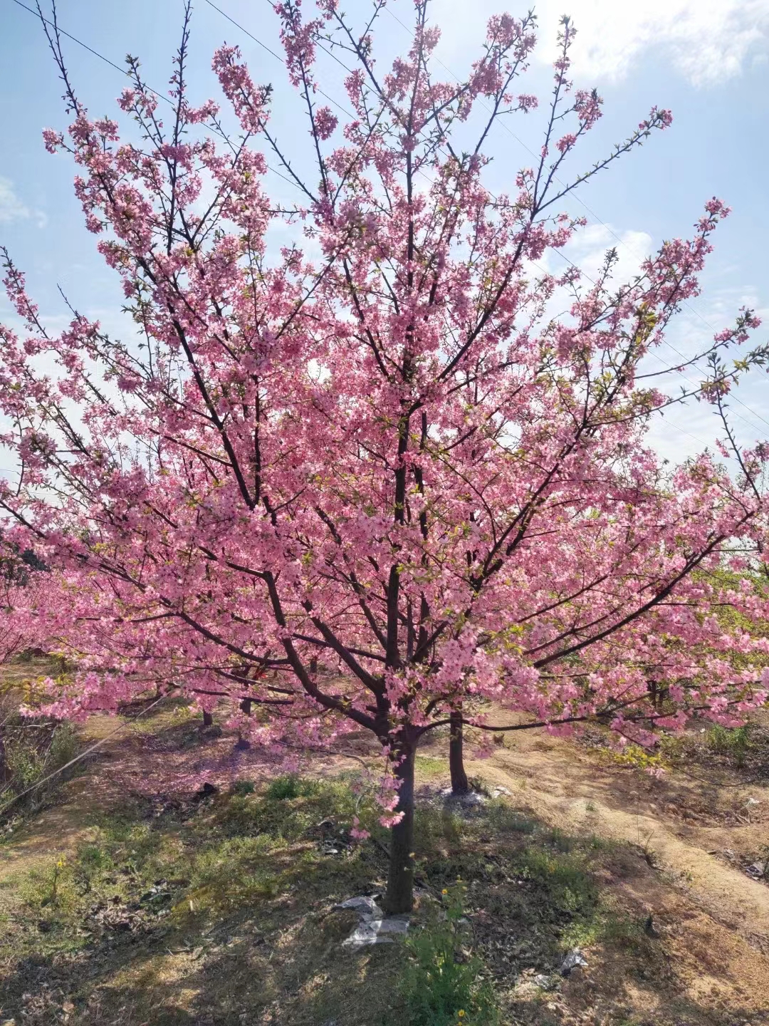 樱花树批发 樱花树批发基地图片