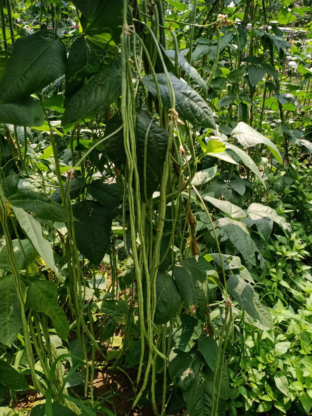豆角種子圖片/豆角種子樣板圖 (4)
