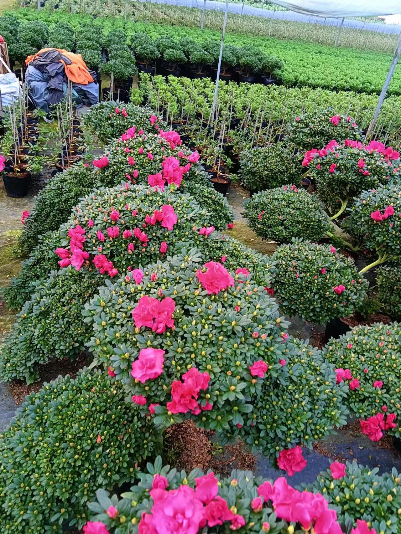 龍巖市 大型茶花樹苗綠化工程用_嫁接造型山茶花苗批發(fā)價(jià)格