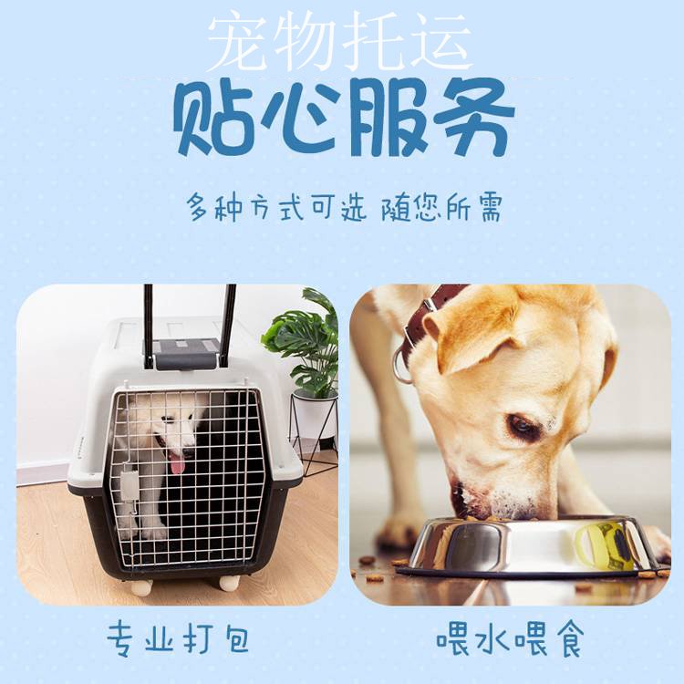 乌鲁木齐到新乡宠物托运乌鲁木齐至新乡宠物猫狗陆运物流 零担货物运输    宠物托运全国 乌鲁木齐到新乡宠物托运