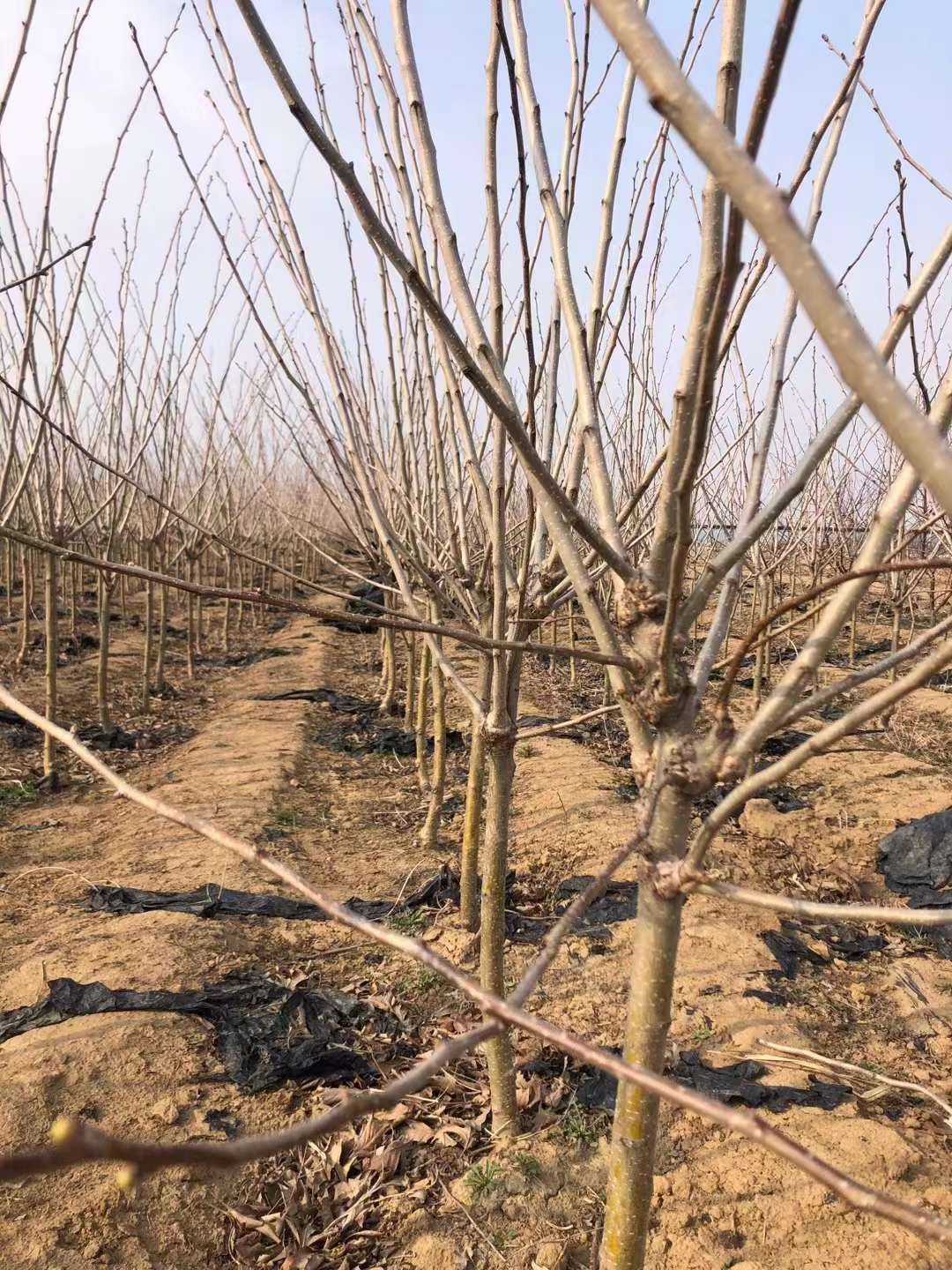 河北樱桃苗基地-价格-供应【昌黎县龙发苗木专业合作社】图片