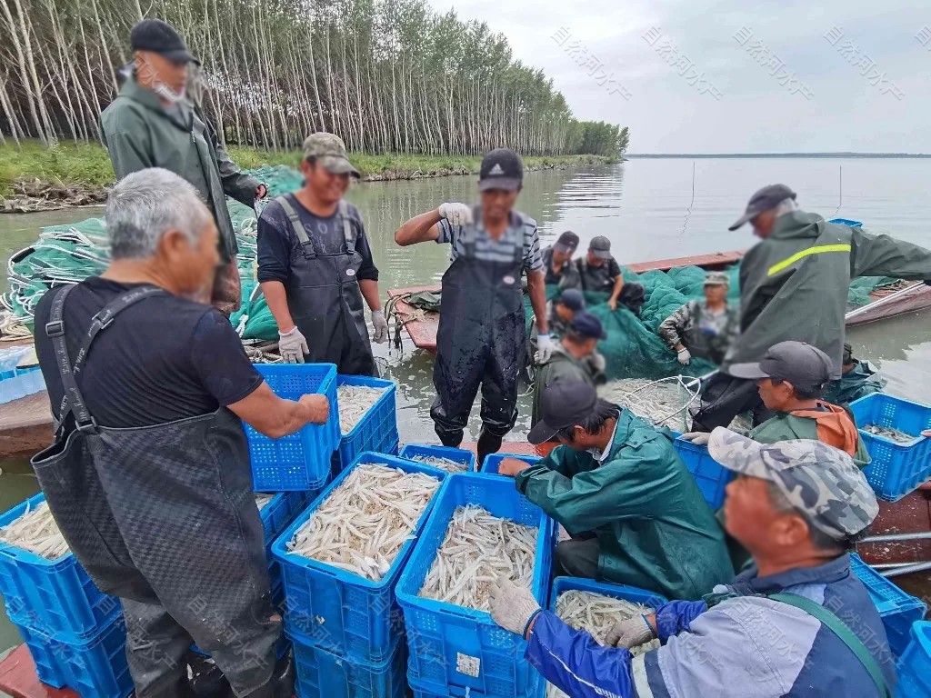 水库投放银鱼卵图片