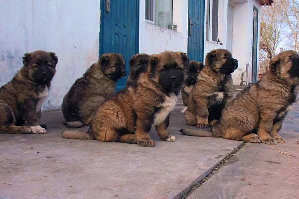 比格犬、马犬比格犬、马犬肉食狗养殖行情肉食狗养殖前景