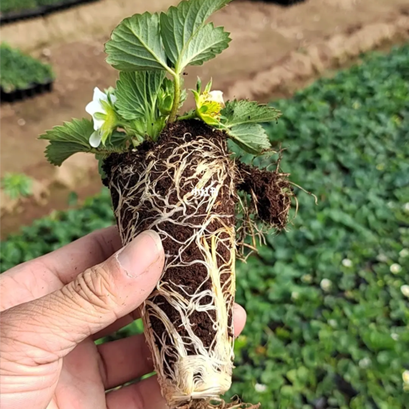 天津市草莓基质厂家供应规格体积50L草莓基质草莓栽培基质苗耐储存耐运输透气性好