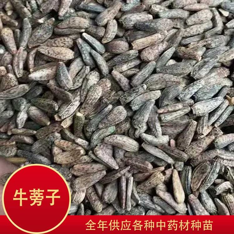 中药材牛蒡子中药材牛蒡子 新鲜中草药批发基地 源头产地 规模种植 牛蒡子多少钱一斤