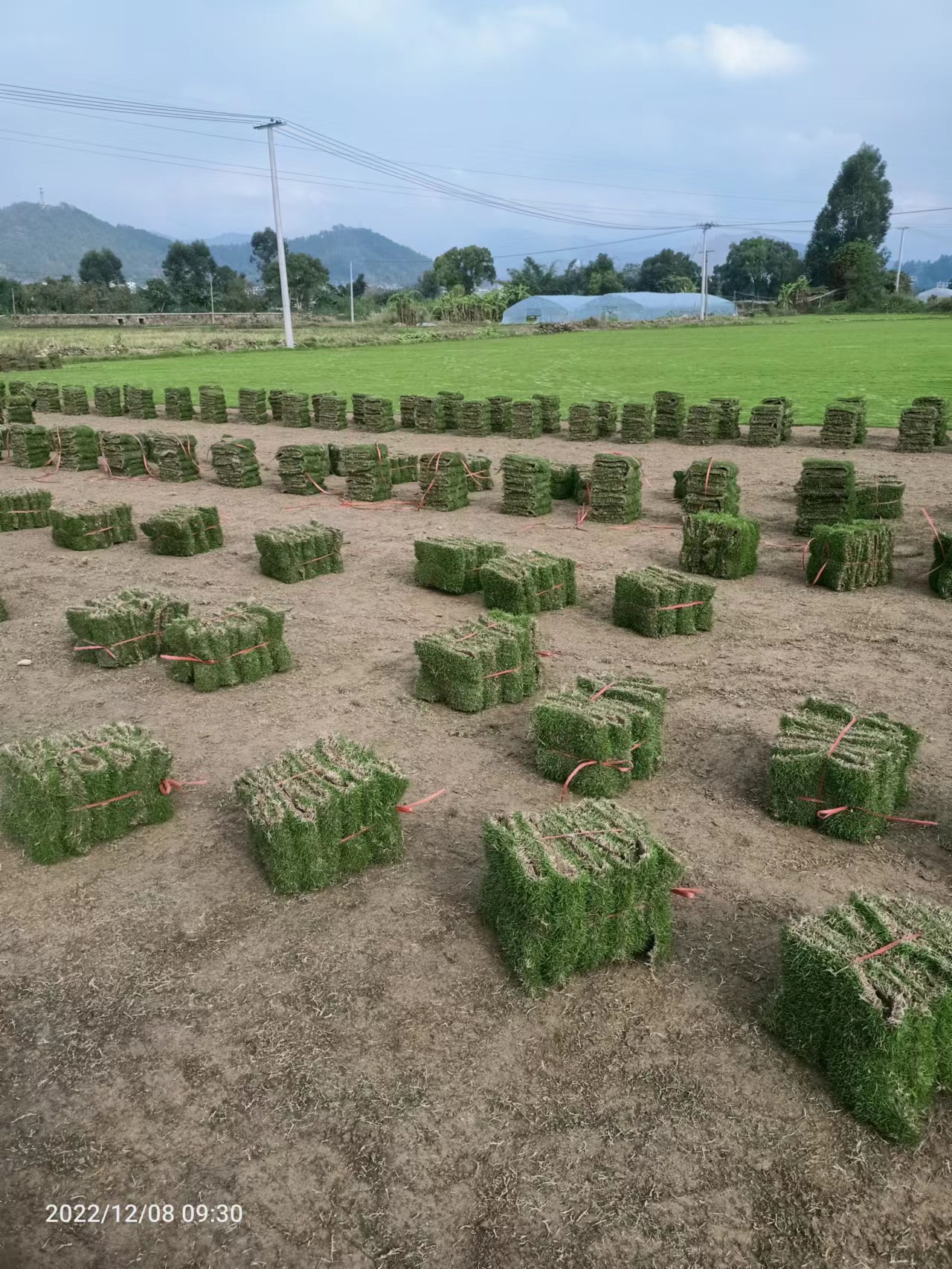 宁德 大量供应四季青草坪基地_绿润草坪草皮批发价格图片