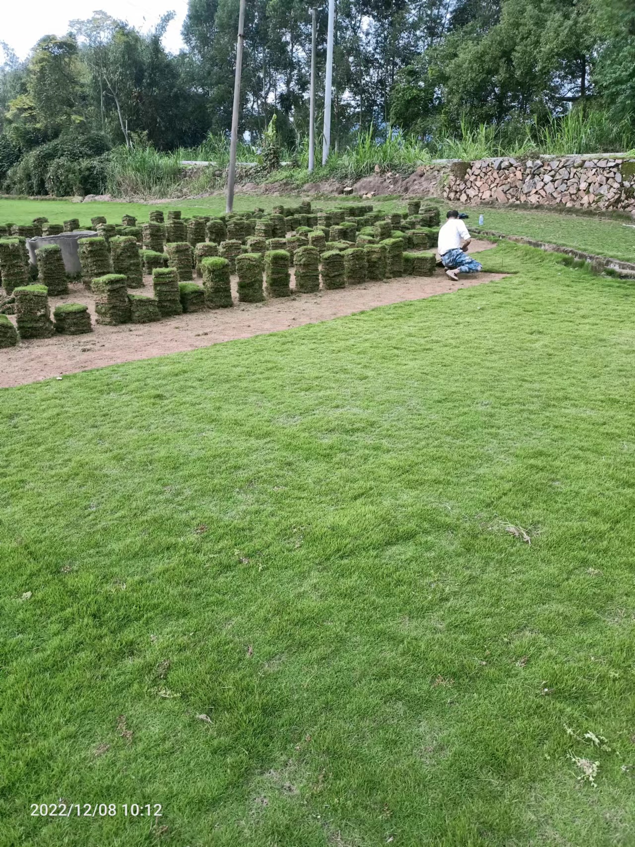 厦门 台湾草坪批发基地_台湾2号草皮成活率高图片