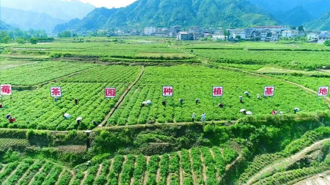 茶 降三高降血糖降血压降血脂茶莓茶藤茶白茶