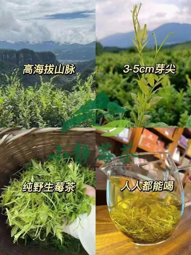 茶精品莓茶特级莓茶 茶精品莓茶特级莓茶高山藤茶张家界藤茶 茶精品莓茶特级莓茶高山藤茶张家界藤茶张家界