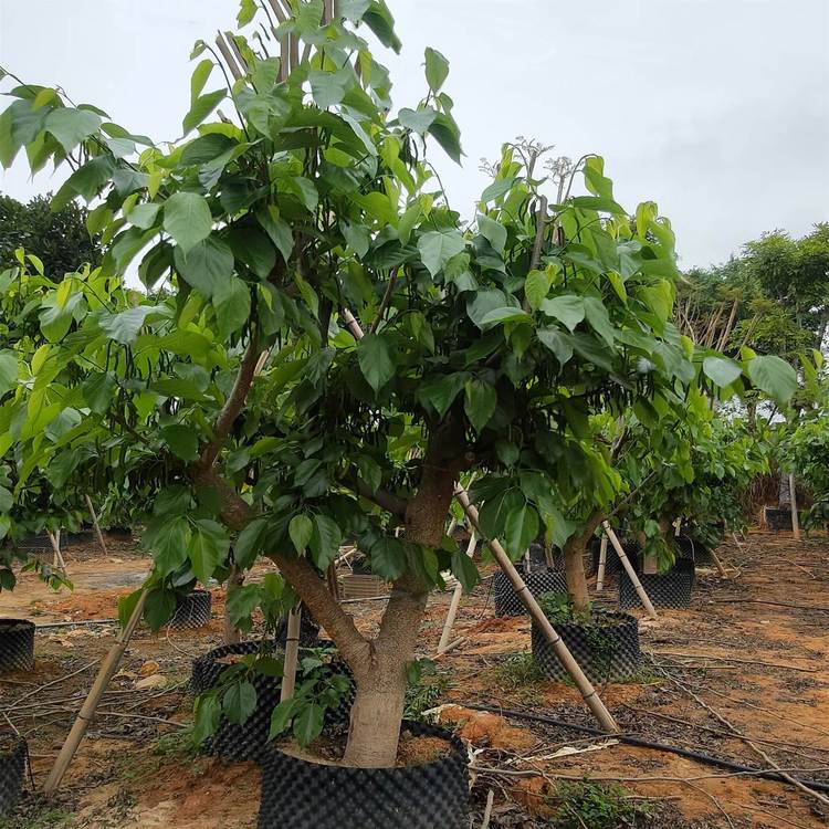 台湾长果桑葚移植苗 台湾桑葚苗 基地批发 大量供应图片