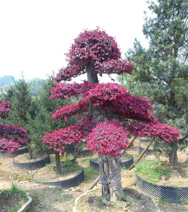 广西红继木-红继木培育种植基地-红继木批发价格-多少钱-哪里好