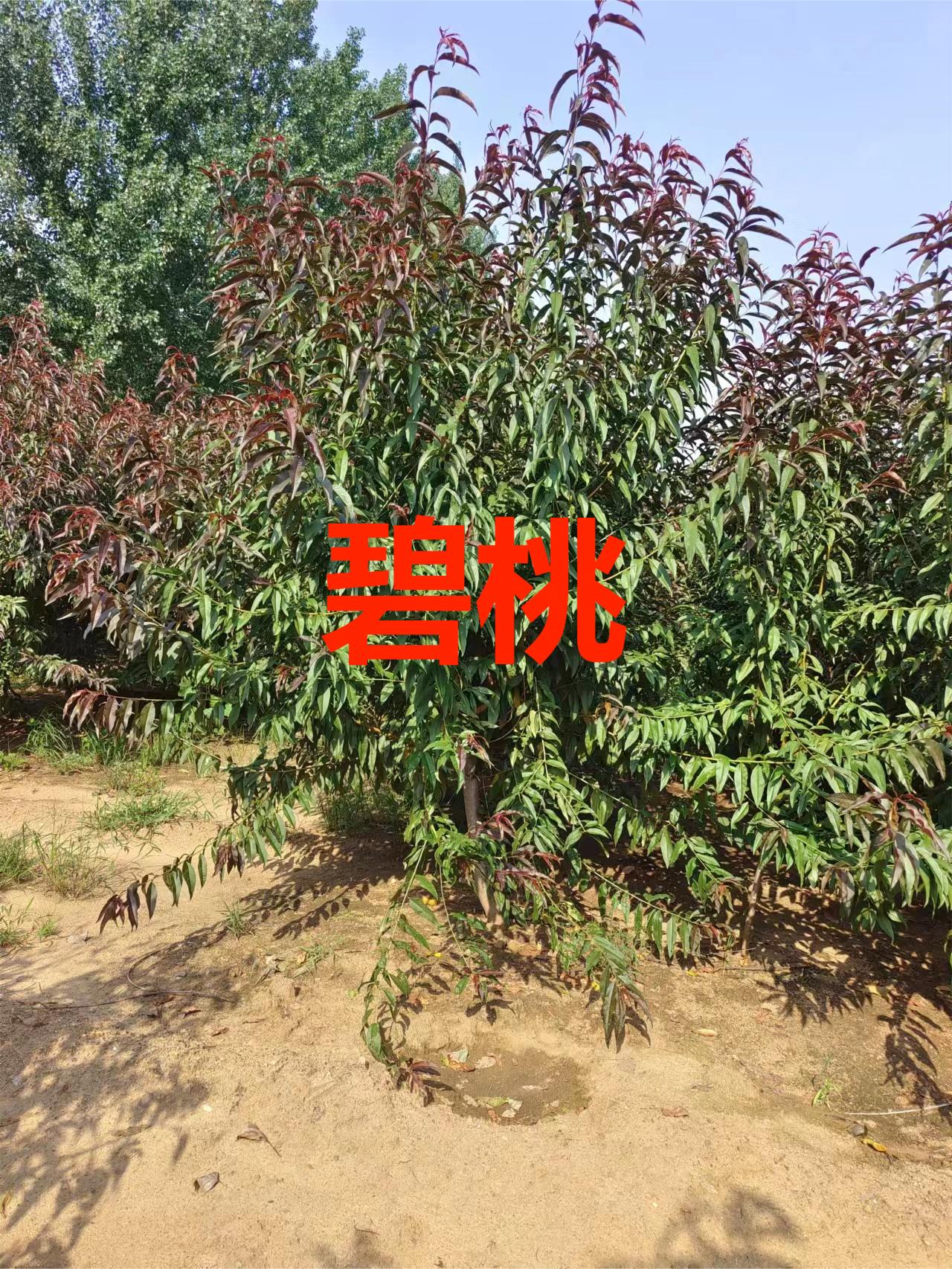 山东碧桃苗圃-碧桃批发-种植基地 帅阳苗木 碧桃苗木