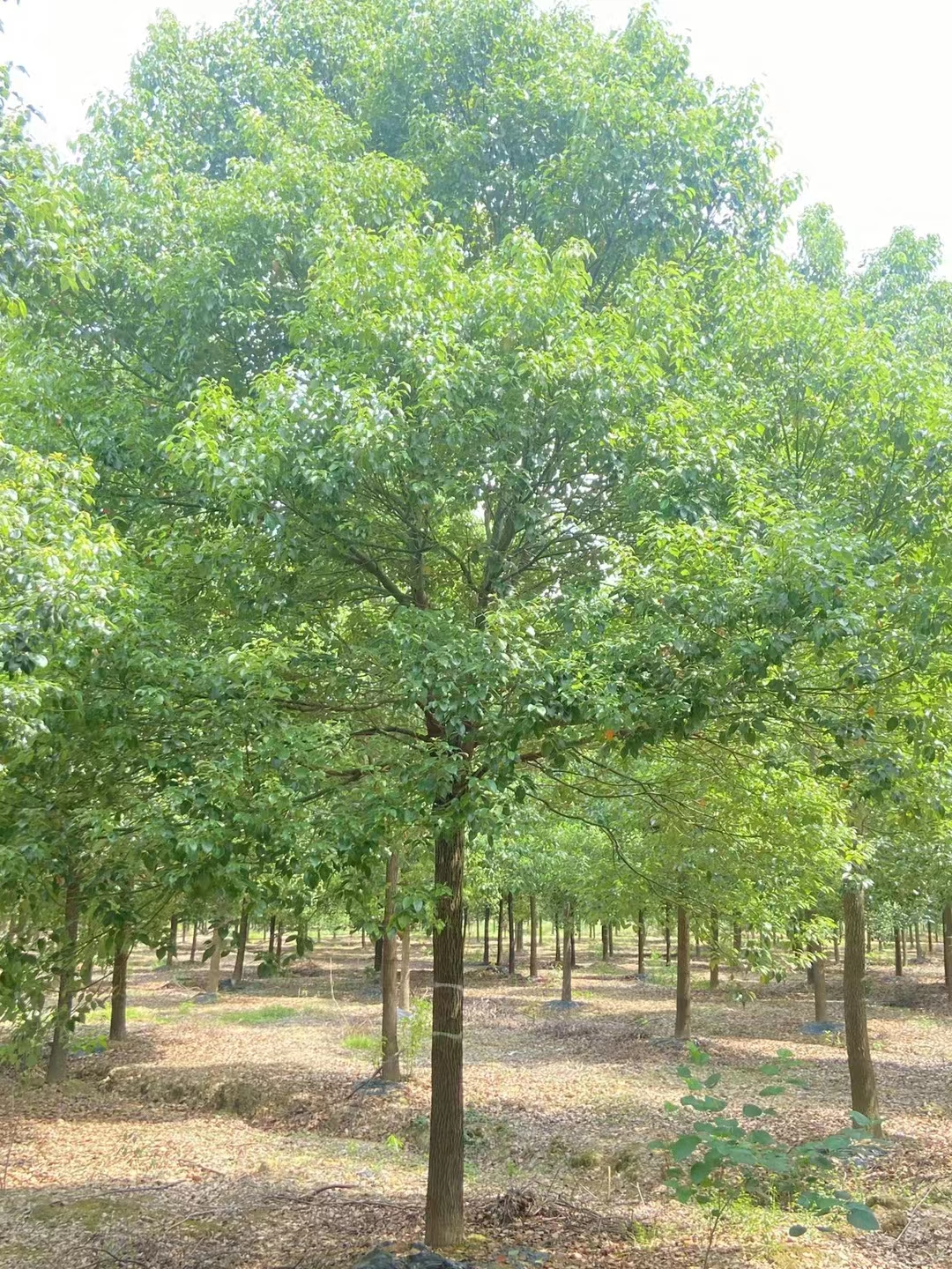 湖北三角枫价钱-湖北三角枫苗木批发基地-三角枫苗木哪里有-多少钱图片