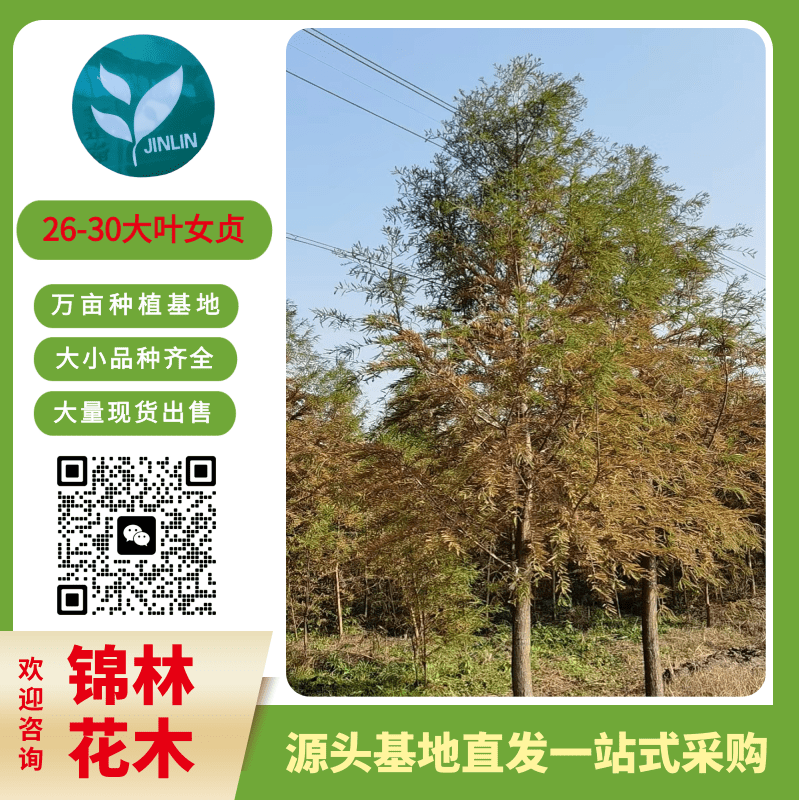 大丰大叶女贞基地价格，出售8-10-12公分苗圃自产自销，常年绿植丛生大叶女贞图片