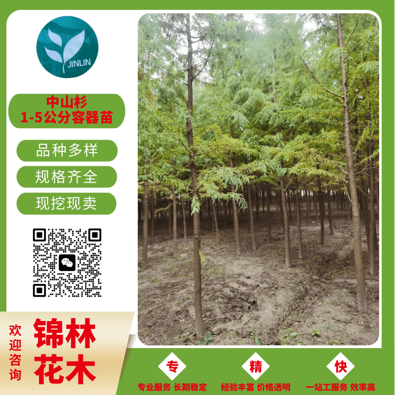 盐城市中山杉和水杉的区别厂家中山杉和水杉的区别，中山杉和水杉的区别在哪里，水杉和中山杉的区别是什么