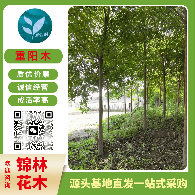 浙江30公分重阳木报价_批发_种植园_销售热线【盐城市大丰区南阳镇锦林花木合作社】图片